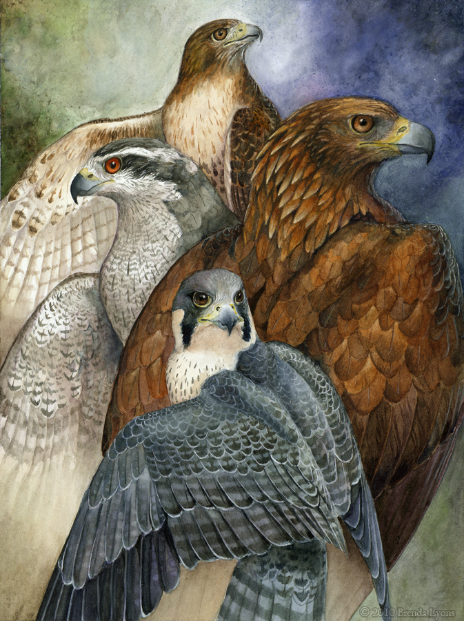 Four North American Raptors by windfalcon