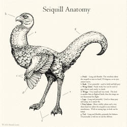 Seiquill Anatomy