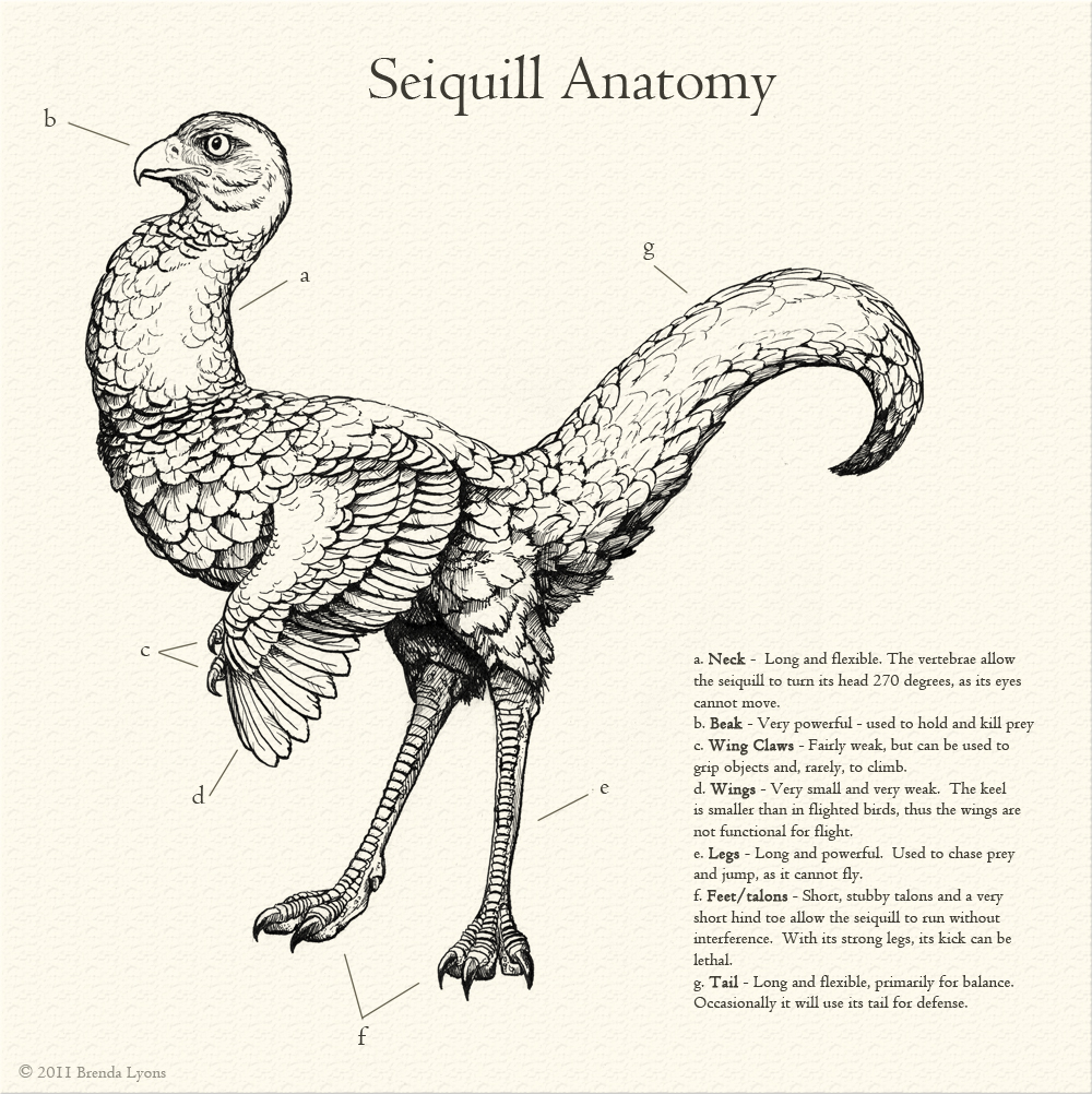 Seiquill Anatomy