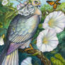Hedge Bindweed Nectarbird