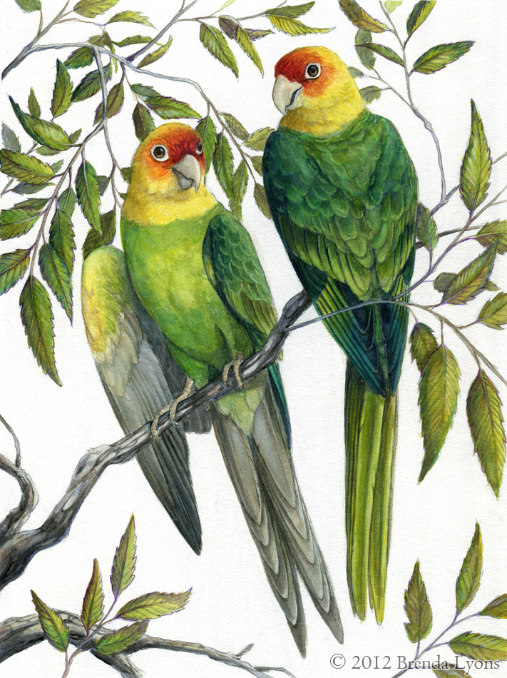 Carolina Parakeet