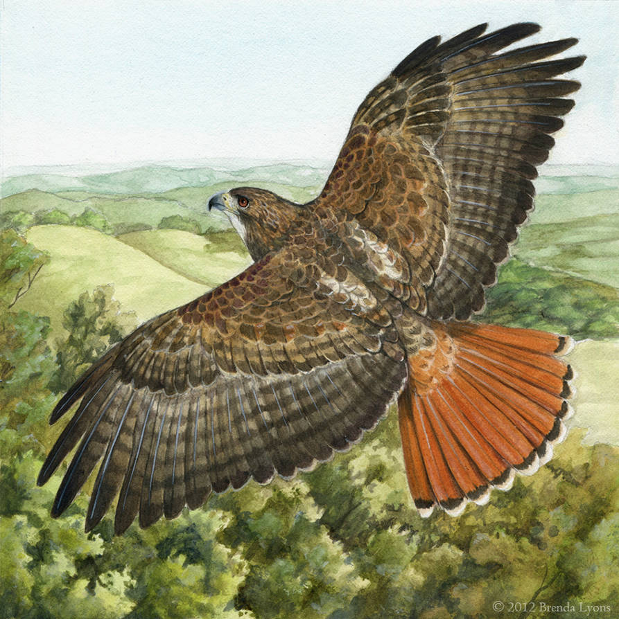 Red-Tailed Hawk by windfalcon on DeviantArt