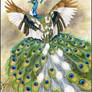 Piebald Peacock