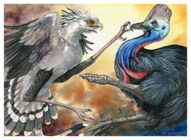 Secretary Bird vs. Cassowary