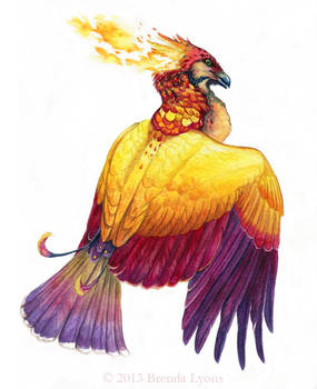 Phoenix Spot - Art for Winged Fantasy
