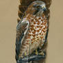 Broad-Winged Hawk