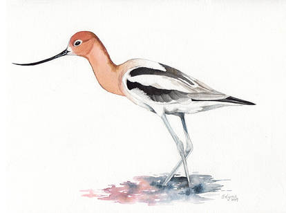 American Avocet