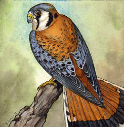 American Kestrel - Minipainting