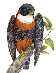 Orange-Breasted Falcon
