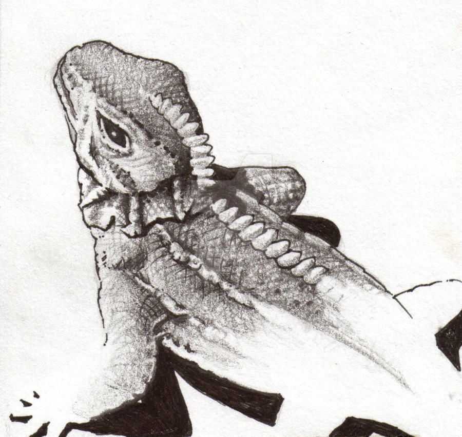Drawing Ritzuart lizard by x-artz on DeviantArt