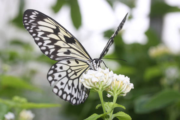 Idea Leuconoe