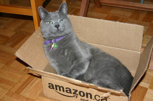 amazon.cat