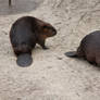 Beaver Patrol