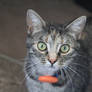 Moments before the photographer was assaulted. . .