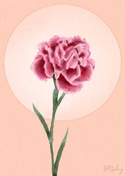 Carnation