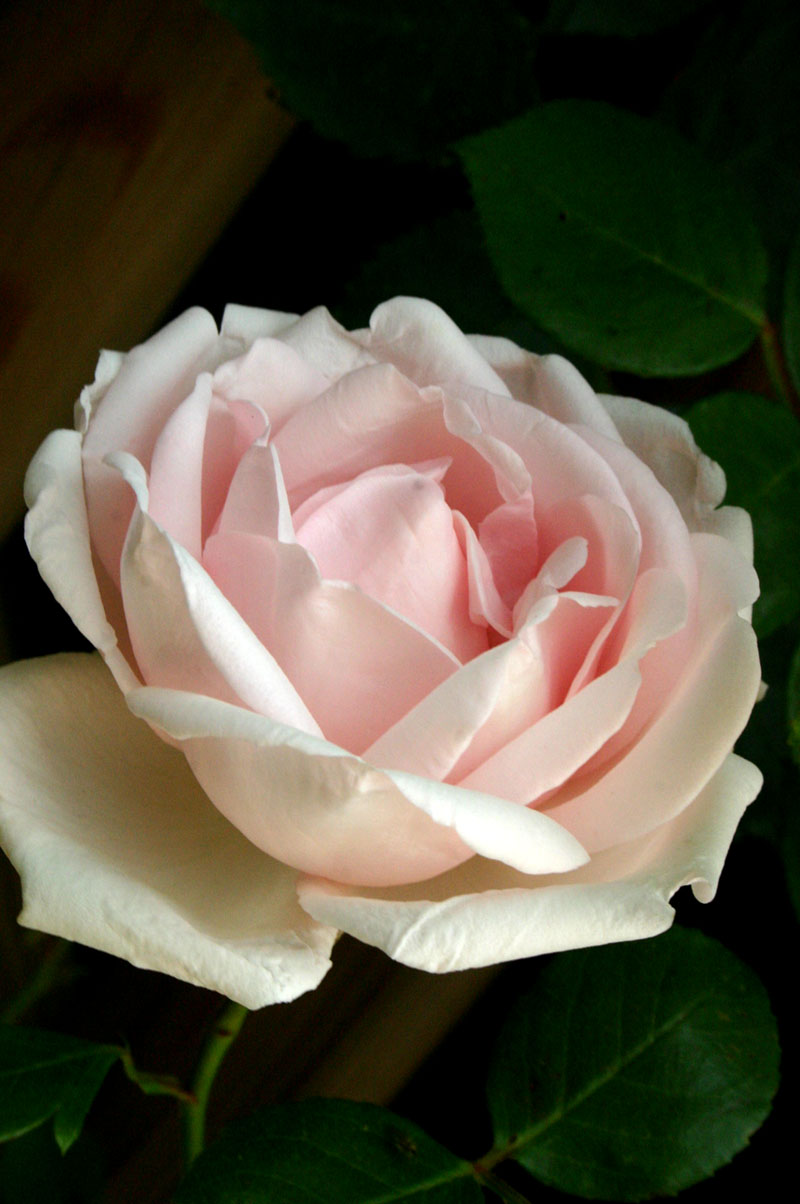 pink rose