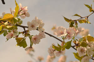 Sakura