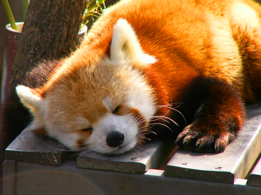 Red Panda - Panda Rojo