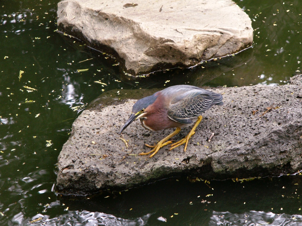 Pajarito