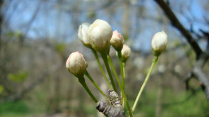 Macro Flower Buds