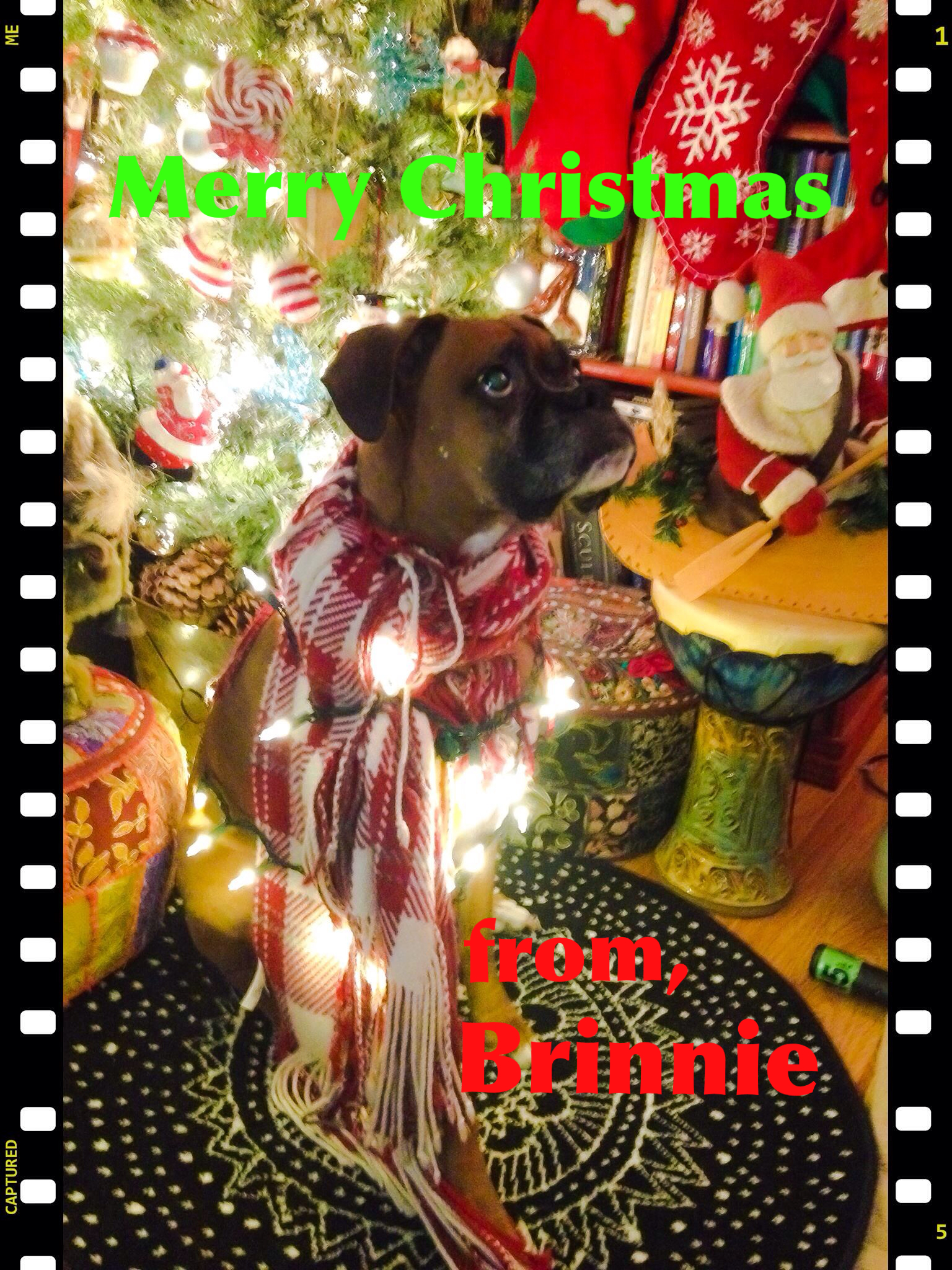 Brinnie say Merry Christmas