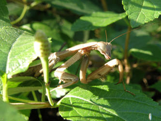 Preying Mantis