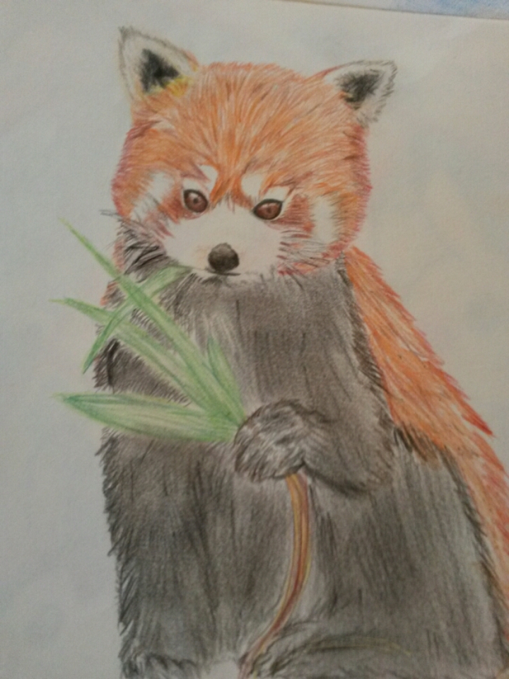 Simple Red Panda Sketch By Snowhiyuki On Deviantart Simple Red Panda Sketch By Snowhiyuki On Deviantart