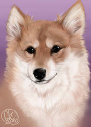 Pomeranian portrait commission