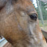 My mare's foal again