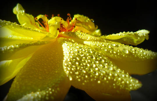 yellow rose