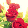 red roses