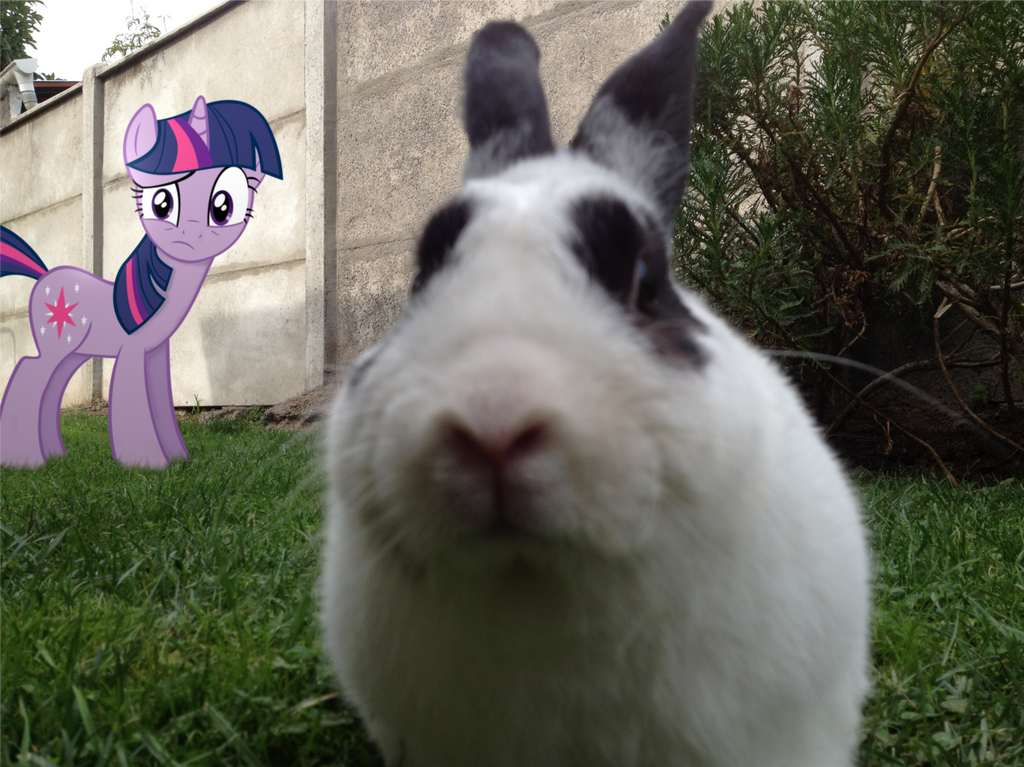 Is that a bunny? - Ponies IRL 5