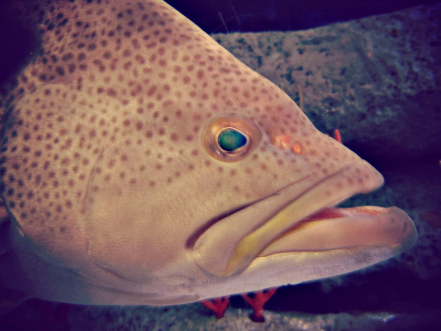 grumpy gills by stitchesx on DeviantArt