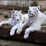 The White Tigers