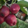 Apple Yerba Mate - Panacea Herbals Promotional