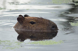 Capybara