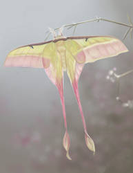 Beautiful and impressive moth