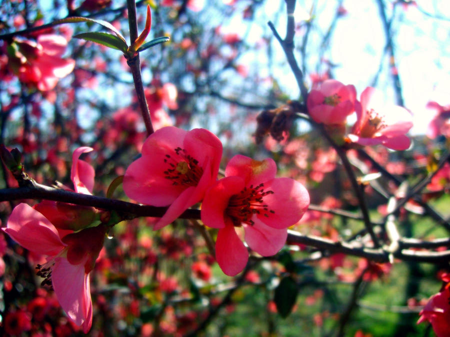 Su Real Springtime Spring by The-Great-Suzume on DeviantArt