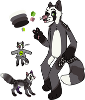 Raccoon Dog Adopt