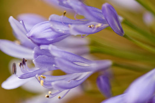 purple flowers