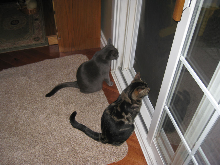 Max and Smokey want out