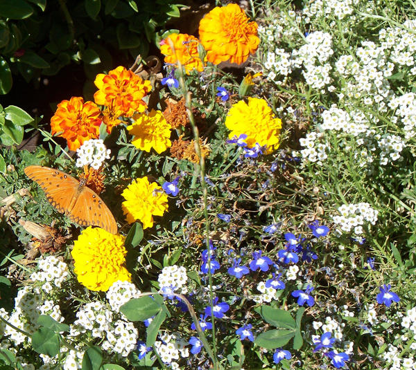 Una Mariposita patagonica