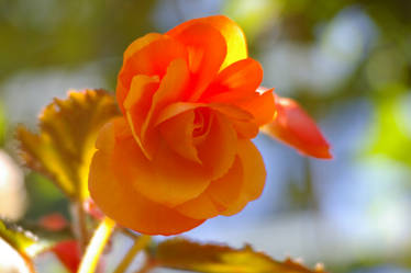 Orange Cremecicle Rose