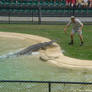 Saltwater Crocodile