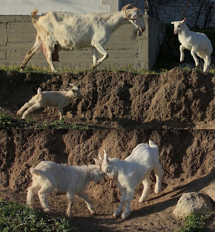 goats playing