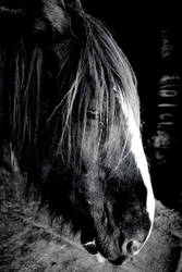 Old Shire Horse