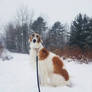 Winter Borzoi