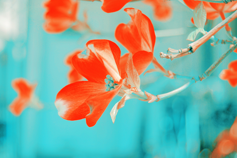 Once upon a Pink Flower