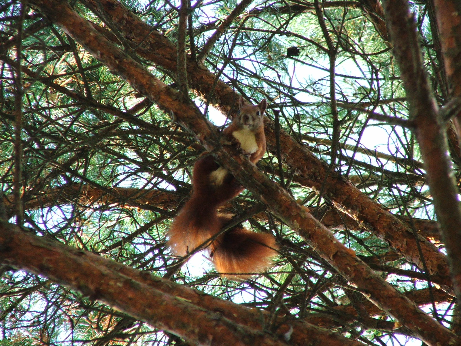 Squirrel 1