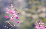 A Bee by Ivushe